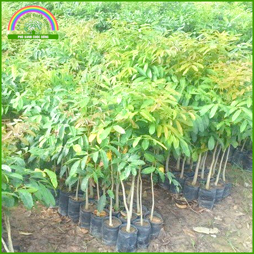 Sản phẩm Dá»‹ch vá»¥ cung cáº¥p cÃ¢y giá»‘ng vÃ  trá»“ng cÃ¢y lÃ¢m nghiá»‡p 5 — Cây Xanh Xuân Hồng - Công Ty Trách Nhiệm Hữu Hạn Cây Xanh Xuân Hồng — MST 3502273373